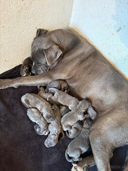 Šteniatka Cane Corso