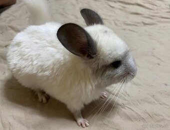 Činčila, krásny White ebony samček narodený 02/2025