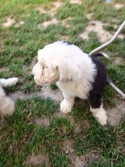 Bobtail