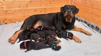 Štěniatka rotvajler s PP - Rottweiler štěniatko