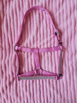 Shetty/Pony