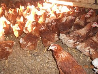 Mládky pred znáškou