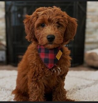 Goldendoodle F1b