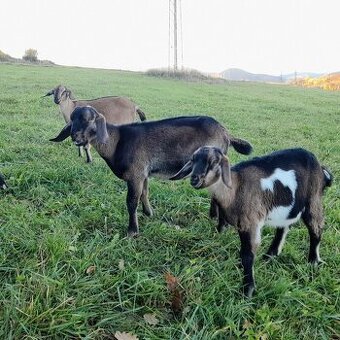 Mohutný podielový AN capko