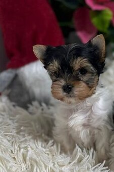 Yorkshirsky teriér biewer