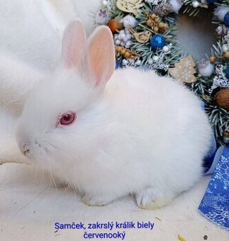 Zakrslý králik s VP - samček biely červenooký