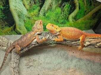 Agama bradatá - Pogona vitticeps