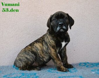 Boerboel štěňata FCI PP