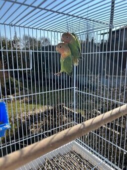 Agapornis ružovohrdlý