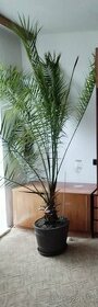 Izbové rastliny - Palma - 1