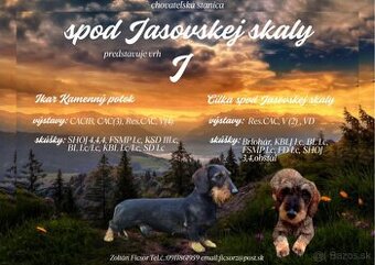 Predám šteniatka jazvečíka
