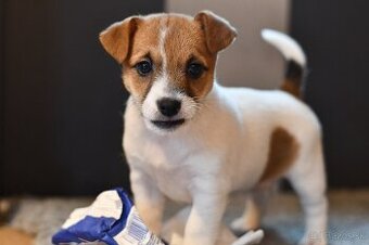 Jack Russell Terrier fena