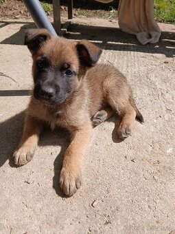 Belgický ovčiak Malinois cross