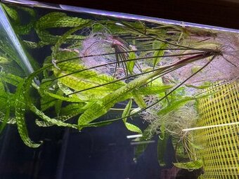 Cryptocoryne aponogetifolia