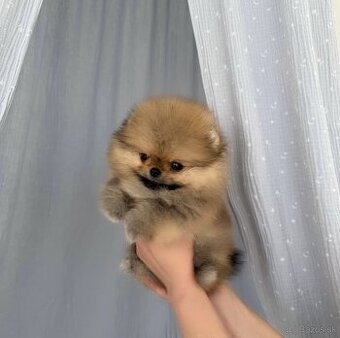 Pomeranian mini