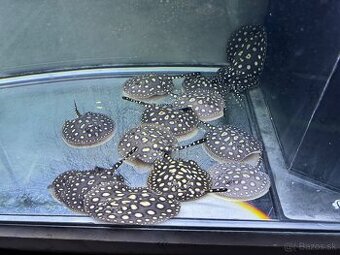 Potamotrygon Black Diamond