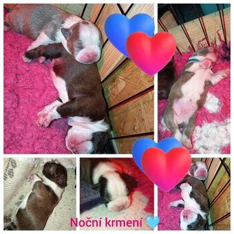 Bostonský teriér colorred PP