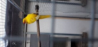 Predam.kakariky