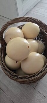 Pštrosie vajcia (vyfuknuté) výdutky
