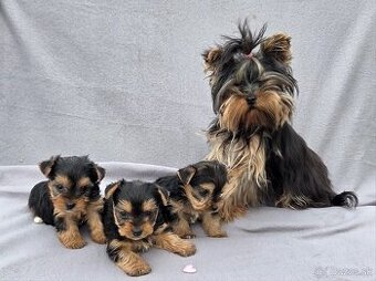 Yorkshirsky terier , Jorksir , York , Mini
