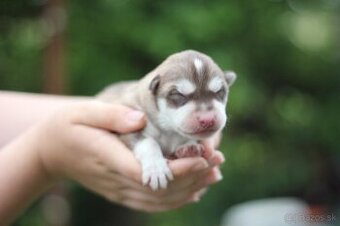 Predám krásne zdravé šteniatka Sibírsky Husky