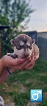 Predám krásne zdravé šteniatka Sibírsky Husky