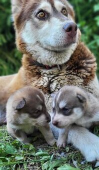 Predám krásne zdravé šteniatka Sibírsky Husky