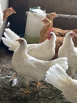 mládky americky leghorn,vlaška žltá REZERVOVANÉ