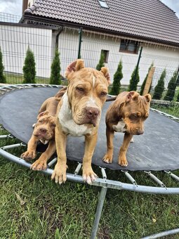 American bully XL