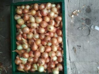 Domáca cibuľa , mrkva a petržlen