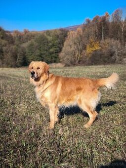 Zlatý Retriever na krytie