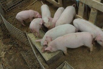 Predám odštavčata, Eladó malacok