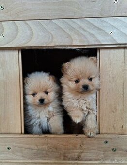 Pomeranian,pomerian špic - 1