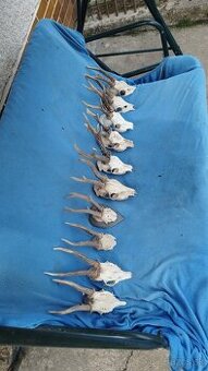 Predám srnčie trofeje parožie, zhody, srnčie. - 1