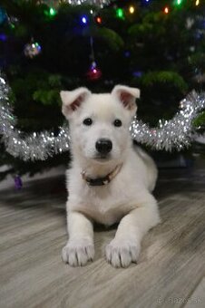 Biely švajčiarsky ovčiak , s PP