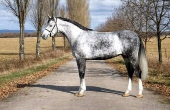 Predstavujeme vám Pokera