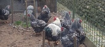 Násadové vajcia -Wyandotka  veľká foma