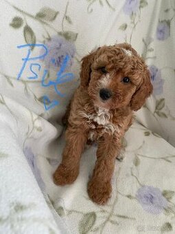 Maltipoo red apricot caramell ( Pudel + Maltezak )