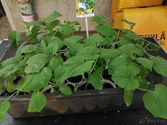predám priesady , planty paprik , uhoriek .