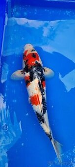Koi Kapre - 1