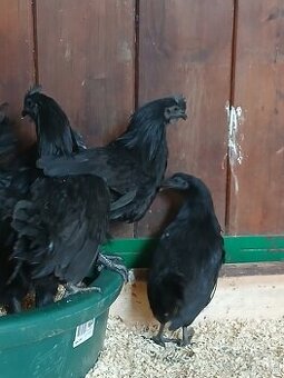Ayam Cemani trio