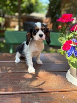 Cavalier, kavalier