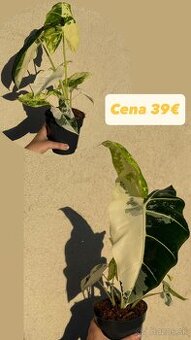 Alocasia Frydek Variegata