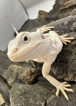 Agama bradata - Zero , het Zero 🦎