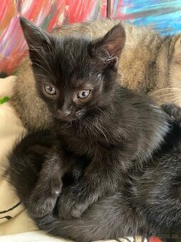 Darujem maličké mačky 😀