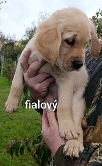 Šteniatka zlatý retriever