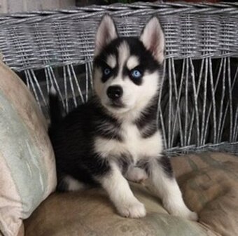 Sibírsky husky steniatko