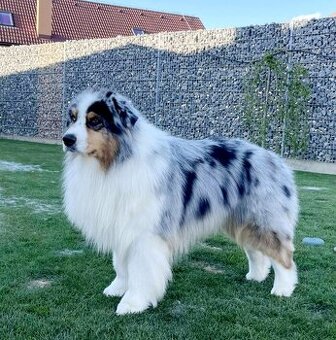 Australsky ovciak - Krytie, PP