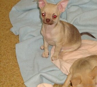 čivava krátkosrstá