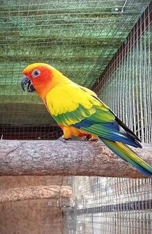 Kúpim Neofema,Aratinga slnečná